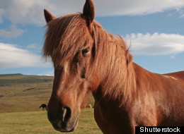 As Europe's horsemeat scandal grows, with quantities of the product having recently been found in Ikea meatballs, adventurous foodies are flocking to try the often maligned meat, providing a boost to an industry activists have been fighting against for decades. (Shutterstock photo)