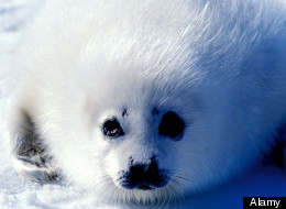 Alamy