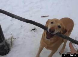 Montana the Labrador, a dog from Kamloops, struggles to get through a gate with a stick in his mouth. (YouTube)