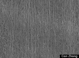 Scanning Electron Microscope image of micro-structures of cathodes made of carbon nanotubes and sulphur