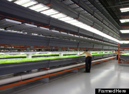 Inside FarmedHere's new Bedford Park, Ill. facility, the largest indoor vertical farm of its kind in the nation.
