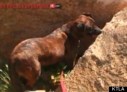 Hero dog Mole re-enacts how he found the hiker.