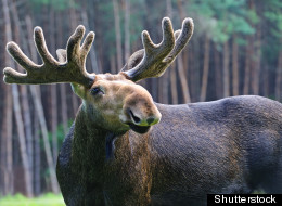 Moose experts were forced to back out of a conference because they weren't permitted to speak during the B.C. election. (Shutterstock)