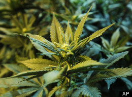 Marijuana legalization activist Dana Larsen has had his petition approved by Elections BC. Now begins the task of collecting signatures. (AP)