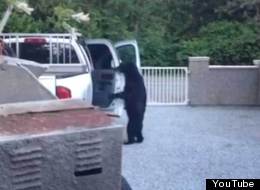 A black bear was spotted entering a pickup truck in Maple Ridge, in a video posted to YouTube on Tuesday. (YouTube)