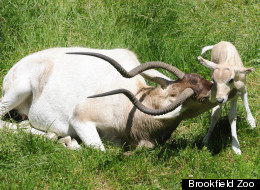 It's a boy at Brookfield Zoo! (And a very important one at that.)