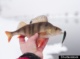 perch in fisherman's hand with...