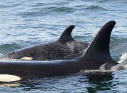 Springer, one of the West Coast's most famous killer whales, was spotted off B.C.'s coast 11 years after she was rescued with a new calf. (DFO)