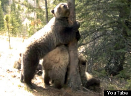 It's the ultimate grizzly bear scratching party in Kananaskis Country in southern Alberta. (YouTube)
