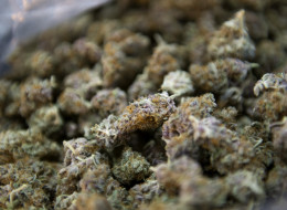 A lawyer for a group of medical marijuana patients has told a Federal Court judge that stopping his clients from growing their own pot at the end of this month would violate their charter rights.