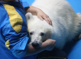 Keeper Sun Qinbao cuddles polar bear cub Pezoo at a local aquarium in Yantai, east China's Shandong Province, Sept. 6, 2013. (Canadian Press photo)