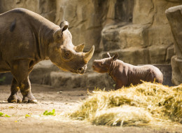 The Lincoln Park Zoo's endangered black rhino calf was named and introduced to the public Tuesday. (Todd Rosenberg/Lincoln Park Zoo)