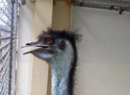 We can all be more responsible emu owners.