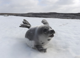 Celebrity chef Anthony Bourdain urged chefs to reconsider their support for the seal ban and a boycott on Canadian sea food. (The International Fund for Animal Welfare) have been documenting the ice conditions in Prince Edward Island and Newfoundland and discovered that few pups remain. Harp seals need ice for giving birth, nursing and resting, and seal mortality is expected to be very high this year as a result of the poor ice conditions. (Photo by Barcroft Media / Getty Images)