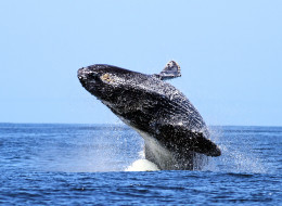 The federal government has published a recovery strategy for B.C.'s humpback whales that recognizes the risks of shipping traffic and oil spills.