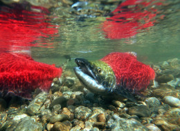 Salmon farming in B.C. is at the centre of a legal battle to regulate the activity.
