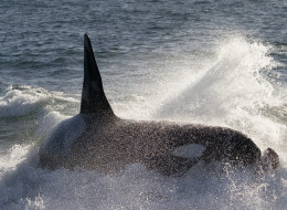 Orcas use careful listening when the hunt for prey, new research suggests.
