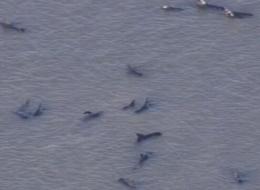 Muerte de ballenas en Florida.