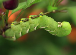 Hornworm caterpillar