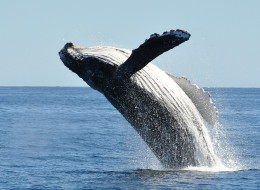 Humpback whales are just one species at the centre of a court battle, in which Ecojustice claims that the federal government is not doing enough to abide by the Species at Risk Act.