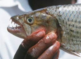 Tigerfish (Hydrocynus vittatus) found in Lake Kariba, Zimbabwe.