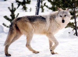 It was a successful experiment in recovering an endangered species — too successful, for some, and the U.S. Fish and Wildlife Service now ponders lifting protections for transplanted Canadian grey wolves across the United States.