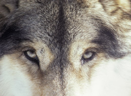 A fearless wolf pack has been spotted in Pacific Rim National Park near Tofino, prompting the need for a new wildlife tracking program.