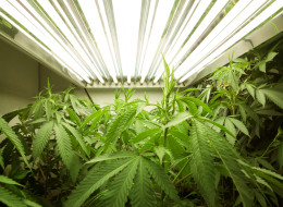 Tweed Inc., an Ontario company that won a federal licence today to grow medical marijuana, plans to seek a listing on the TSX Venture Exchange. (Getty Images)