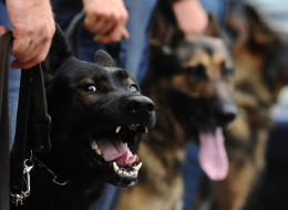 http://i1.huffpost.com/gen/1612693/thumbs/n-K9-large.jpg