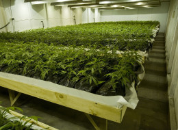 Photo shows thousands of young marijuana plants which were discovered by the South African Police Service (SAPS) on July 26, 2012 in a warehouse in the industrial area of Killarney Gardens, about 25Km from the centre of Cape Town, South Africa. The facility is one of two such facilities that SAPS discovered on July 26. Police believe that the marijuana plants are of the potent and costly 'cheese' strain. AFP PHOTO / RODGER BOSCH (Photo credit should read RODGER BOSCH/AFP/GettyImages)