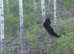 BREAKING: Bear Stuck On A Rope