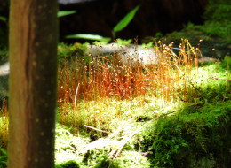 moss on an old tree trunk