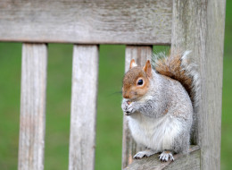 n-SQUIRREL-large.jpg
