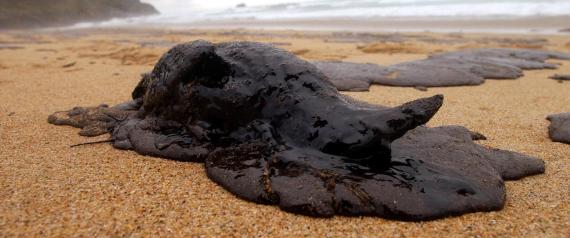 n-OIL-SPILL-BIRD-large570.jpg