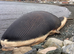 A dead blue whale currently marooned on the West Coast of Newfoundland may not explode, as some have contended.