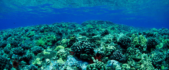 CORAL REEF HAWAII