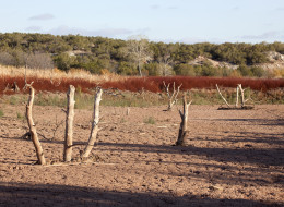 Bleached tree stumps stand in the parched soil at Copper Breaks State Park in Texas.