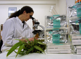 An assistant studies marijuana leaves in the Maripharma Laboratory February 15, 2002 in Rotterdam, Netherlands. Canada’s first medical marijuana clinical trial has been registered with Health Canada, a milestone that could be the first step toward legitimacy in eyes of the medical community.