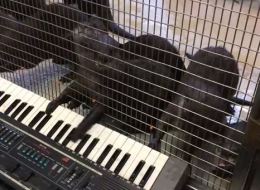 The world's cutest otters plays the world's worst song on keyboard