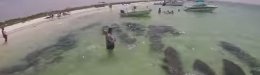 Image for WATCH: Just A Herd Of Manatees Passing Through