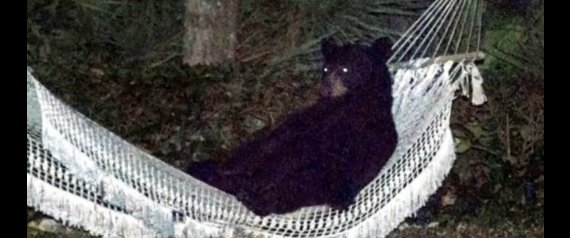 BEAR IN A HAMMOCK