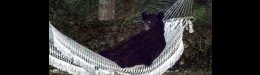 Image for Man Takes Action After Bear Takes Control Of His Hammock
