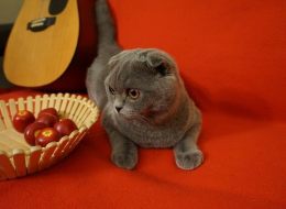 Air Canada is being blamed for losing Chester, a Blue Scottish Fold cat, while it was being transported from Montreal to Vancouver.