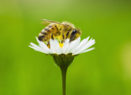 President Barack Obama on Friday announced a task force that will investigate and promote the health of bees.