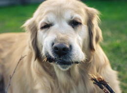 One B.C. city is telling you what to do — and what not to do — with your pet's, well, doo doo.