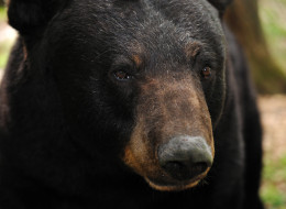 He found honey, but he also probably would have settled for raisins. (actual bear burglar not pictured)
