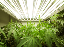 A Hamilton man appeared in Sudbury court Tuesday after police found him last summer growing more than 240 marijuana plants, the Sudbury Star reported Wednesday.