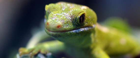Sex Geckos Circle The Earth N-GECKOS-large570