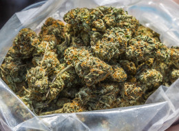 Whistler Medical Marijuana Corp. Issues Recall Over Mouldy Pot