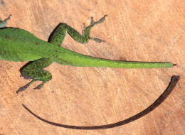A green anole lizard with no tail.